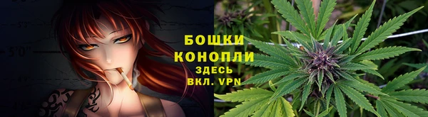прущие грибы Лихославль